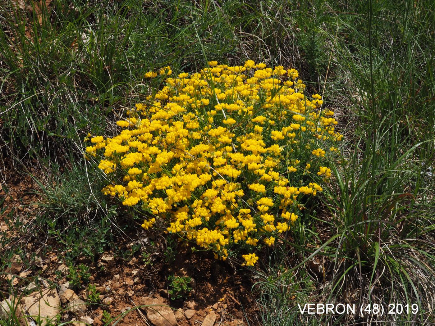 Scorpion vetch, [Dwarf] plant